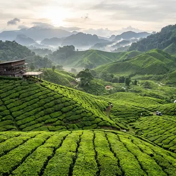 Tea plantations covering hillsides in Cameron Highlands