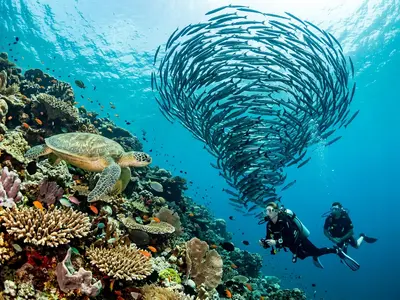 Underwater scene at Sipadan Island with barracuda school and sea turtle