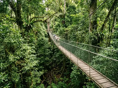 Danum Valley canopy walkway suspended above ancient Borneo rainforest