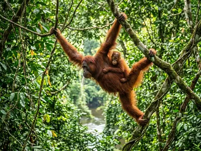 Wild orangutan mother and baby in the canopy along the Kinabatangan River Borneo
