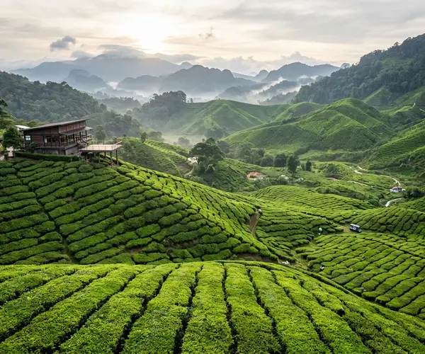 Tea plantations covering hillsides in Cameron Highlands