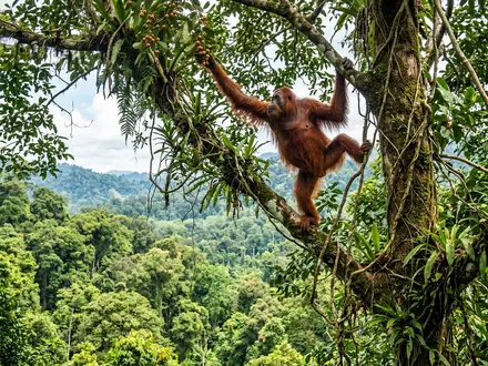 Orangutan Canopy Sightings