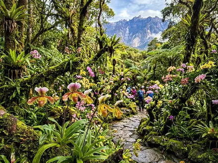 Mountain Garden Orchids