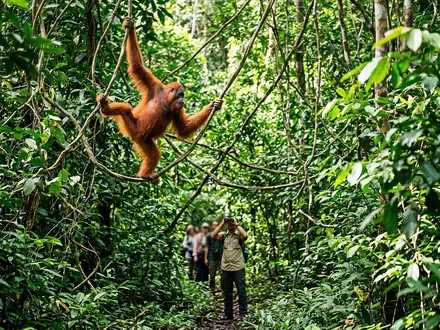 Borneo Orangutan Encounter