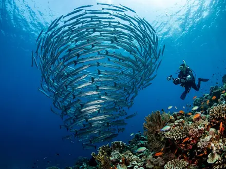 Barracuda Point Tornado