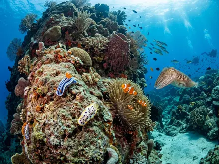 Renggis Island Dive Site