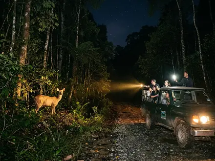 Night Safari Drive