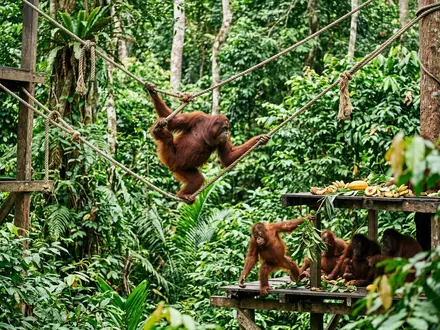 Sepilok Orangutan Centre