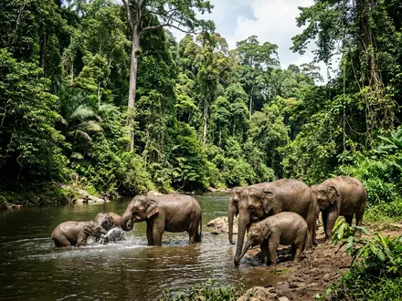 Pygmy Elephant Encounters