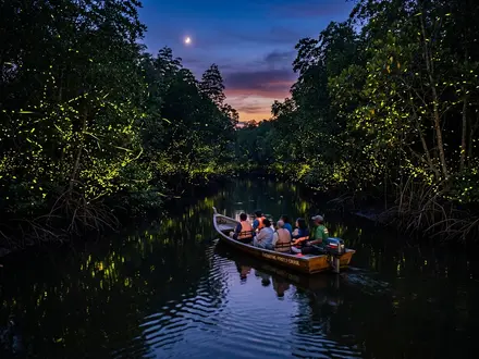 Firefly River Cruise