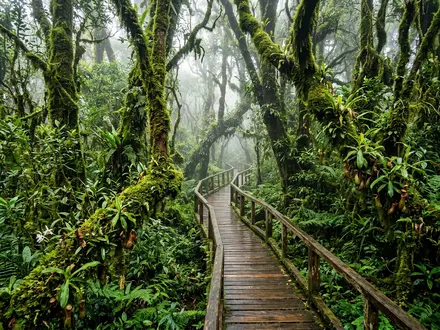 Mossy Forest Boardwalk