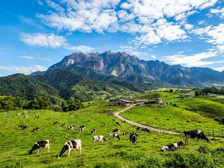 Desa Dairy Farm Kundasang