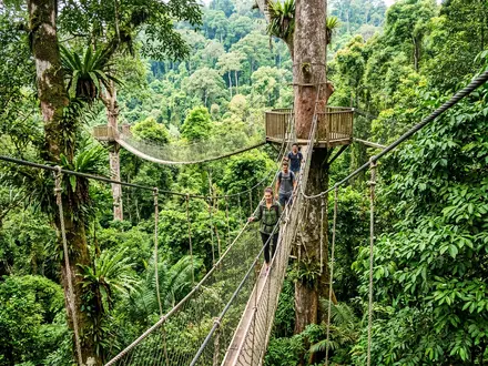 Taman Negara Canopy Walk