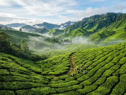 Cameron Highlands Tea Plantations