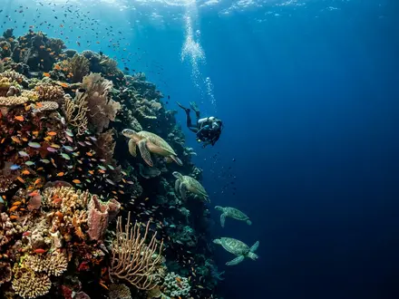 Sipadan Wall Diving