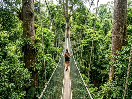 Canopy Walkway at Poring