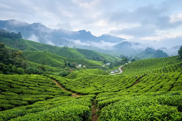 KL Highlands and Langkawi honeymoon hero image