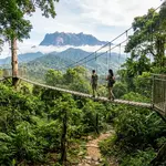 Borneo rainforest canopy with Mount Kinabalu in the background